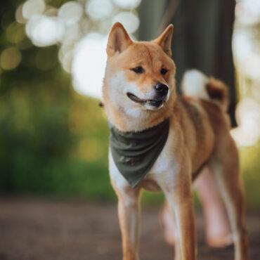 20250713 LM forestria 0059